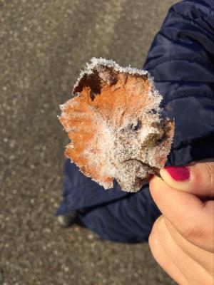 Foto des Albums: Winterspaziergang Klasse 1b