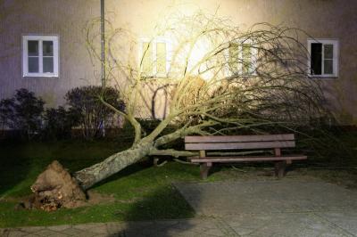 Foto des Albums: Einsatz 035/2020 - Baumsperre