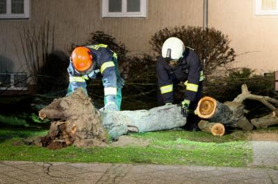 Foto des Albums: Einsatz 035/2020 - Baumsperre