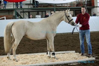 Foto des Albums: Freispringwettbewerb der Ponys in Wulkow (14.03.2020)