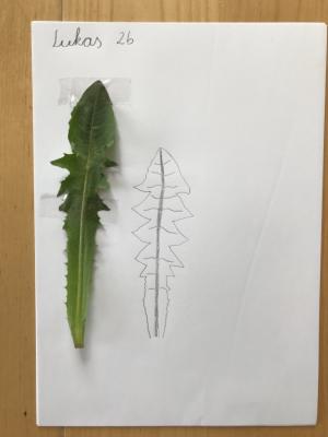 Kunstaufgabe Klasse 2 von Lukas 