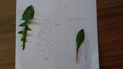 Kunstaufgabe Klasse 2 von Josi 