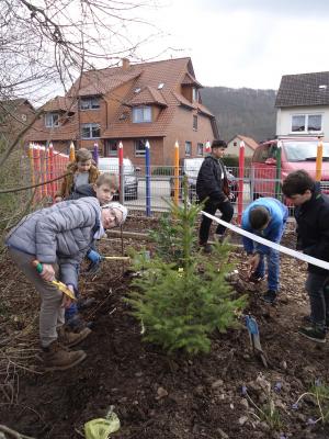 Foto des Albums: Pflanzaktion der Klasse 4a