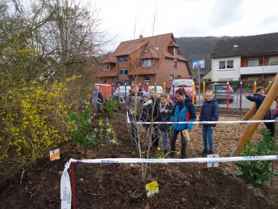 Foto des Albums: Pflanzaktion der Klasse 4a
