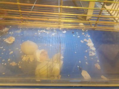 Foto des Albums: Vom Ei zum Huhn