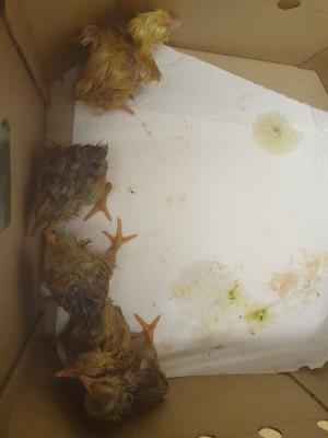 Foto des Albums: Vom Ei zum Huhn
