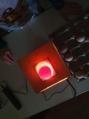 Foto des Albums: Vom Ei zum Huhn