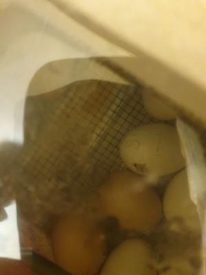 Foto des Albums: Vom Ei zum Huhn
