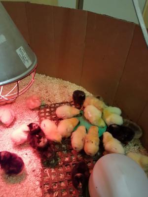 Fotoalbum Vom Ei zum Huhn