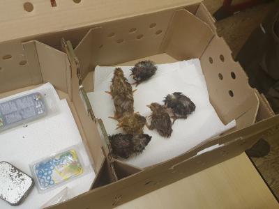 Foto des Albums: Vom Ei zum Huhn