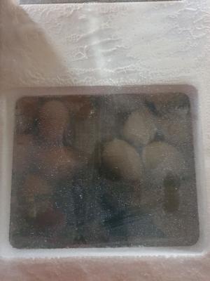 Foto des Albums: Vom Ei zum Huhn