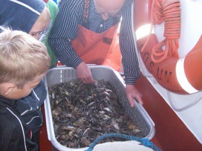 Foto des Albums: Friedrichskoog