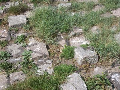 Foto des Albums: Friedrichskoog