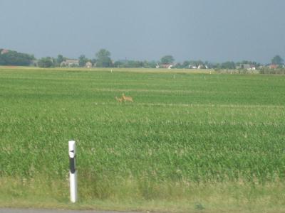 Foto des Albums: Friedrichskoog