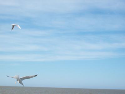 Foto des Albums: Friedrichskoog