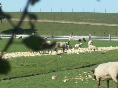 Foto des Albums: Friedrichskoog