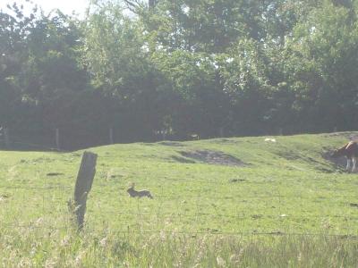 Foto des Albums: Friedrichskoog