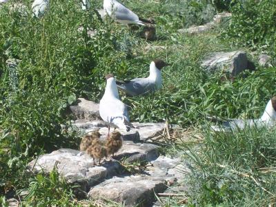 Foto des Albums: Friedrichskoog