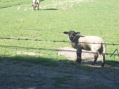 Foto des Albums: Friedrichskoog