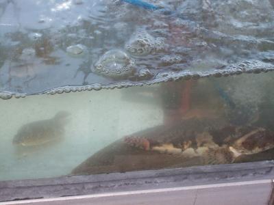 Foto des Albums: Friedrichskoog