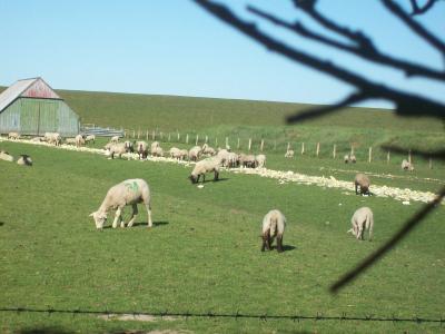 Foto des Albums: Friedrichskoog