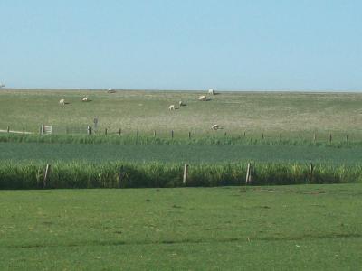 Foto des Albums: Friedrichskoog