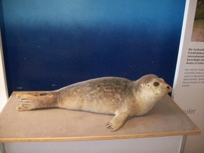 Foto des Albums: Friedrichskoog