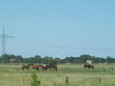 Foto des Albums: Friedrichskoog