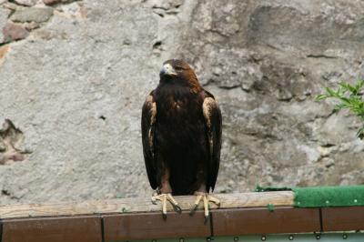 Foto des Albums: Altenberg