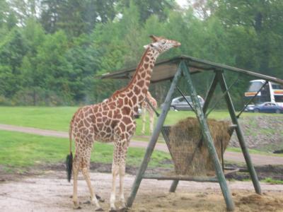 Foto des Albums: Bispingen
