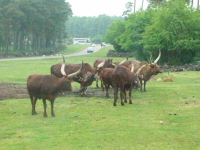 Foto des Albums: Bispingen