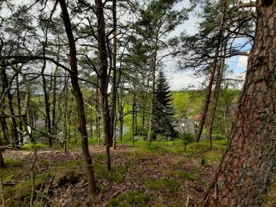 Blick vom Kornberg nach Westen 