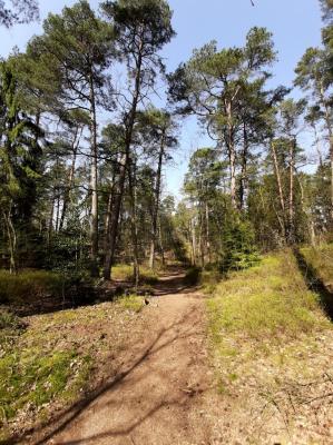 Wald n&ouml;rdlich Alter Sportplatz 