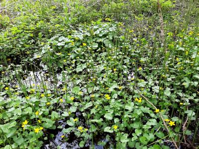 Sumpfdotterblumen im Sumpfwald 