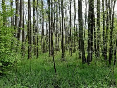 Sumpfwald 