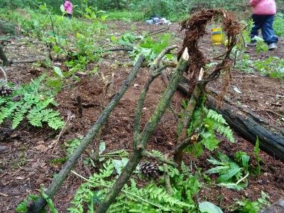 Foto des Albums: Projekt Land-Art, Kunst in der Natur