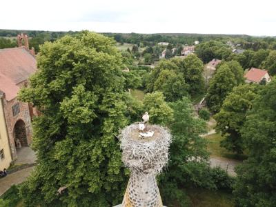 Blick in das Storchennest 7 6 20  (Bild vergr&ouml;&szlig;ern)