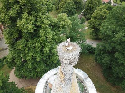 Blick ins Storchennest-3 Jungst&ouml;rche - 07 06 20  (Bild vergr&ouml;&szlig;ern)