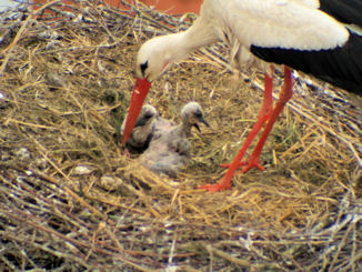 storch2  (Bild vergr&ouml;&szlig;ern)