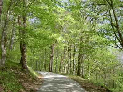 Mai Erstes Fr&uuml;hlingsgr&uuml;n im Zuser Horn (0)  (Bild vergr&ouml;&szlig;ern)