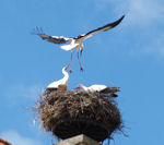 storch4  (Bild vergr&ouml;&szlig;ern)
