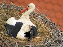 storch1  (Bild vergr&ouml;&szlig;ern)