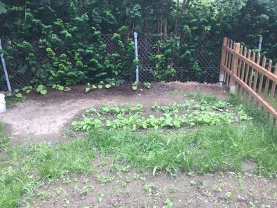 Foto des Albums: Der Hort zeigt den grünen Daumen