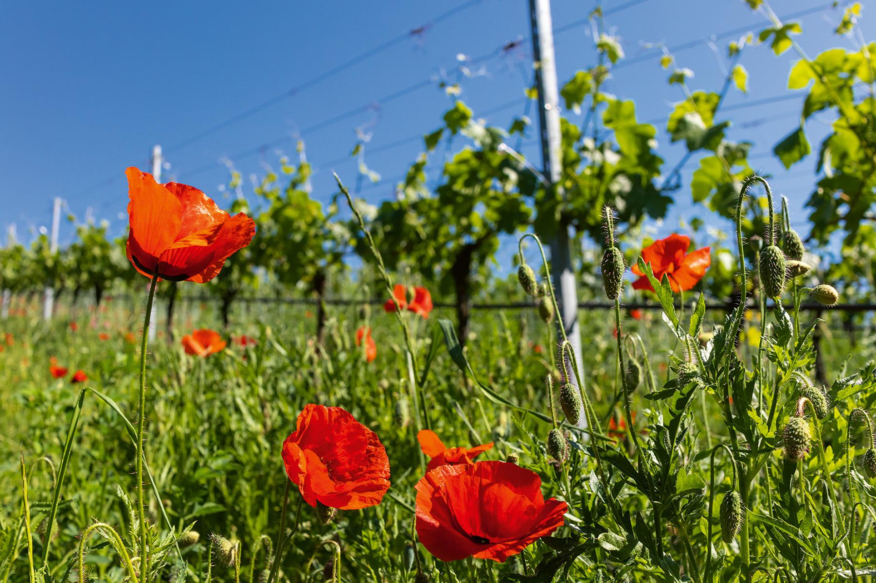 Bild: Biologischer Weinbau: Klatschmohn am Dingolshäuser Köhler
