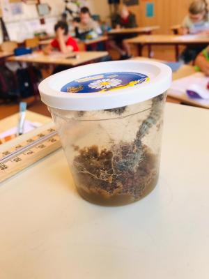 Foto des Albums: Schmetterlinge züchten in der 3b