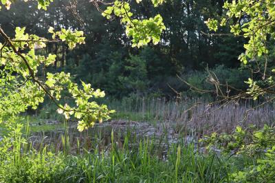Foto des Albums: Sommer im Naturschutzgebiet Mühlenteich (24.06.2020)