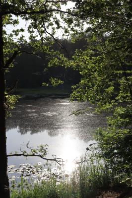 Foto des Albums: Sommer im Naturschutzgebiet Mühlenteich (24.06.2020)