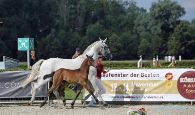 Foto des Albums: DSP Fohlenchampionat 2020 in Neustadt (Dosse) (18.07.2020)