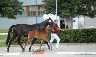 Foto des Albums: DSP Fohlenchampionat 2020 in Neustadt (Dosse) (18.07.2020)