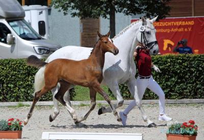 Foto des Albums: DSP Fohlenchampionate 2020 in Neustadt (Dosse) (18.07.2020)